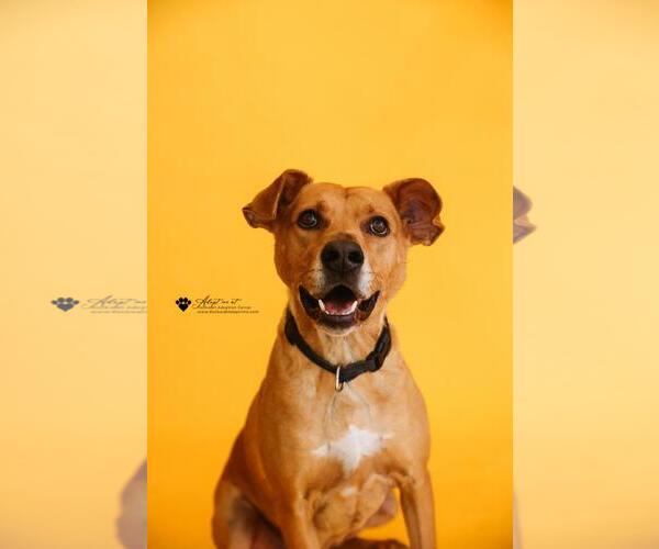 Medium Photo #8 Black Mouth Cur-Boxer Mix Puppy For Sale in Rockwall, TX, USA