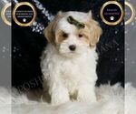 Small #6 Maltipoo