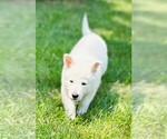 Small #6 German Shepherd Dog