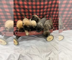 Mastiff Puppy for sale in DECATUR, IN, USA