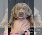 Small Photo #62 Labrador Retriever Puppy For Sale in POCAHONTAS, IL, USA