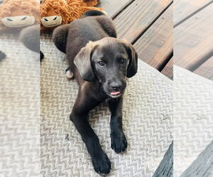 Labrador Retriever-Unknown Mix Dogs for adoption in Aurora, IN, USA