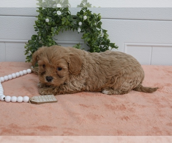 Medium Photo #2 Cavapoo Puppy For Sale in HOLMESVILLE, OH, USA