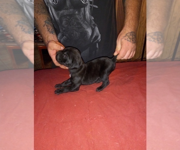 Medium Photo #4 Cane Corso Puppy For Sale in GRENVILLE, NM, USA