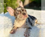 Small Photo #5 French Bulldog Puppy For Sale in HILLSBORO BCH, FL, USA