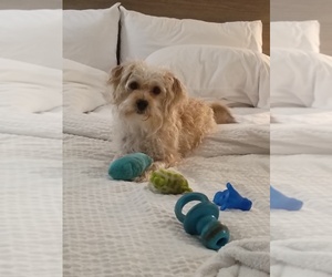 Yorkipoo Puppy for sale in TRUTH OR CONSEQUENCES, NM, USA
