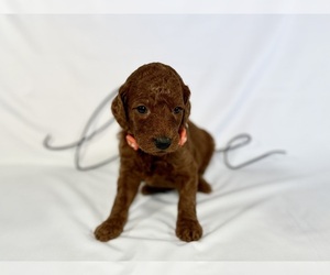 Medium Goldendoodle