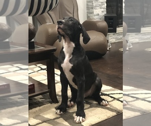 Great Dane Puppy for sale in LILBURN, GA, USA