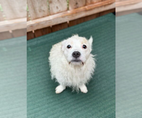 Medium Photo #2 Mutt Puppy For Sale in Oak Bluffs, MA, USA