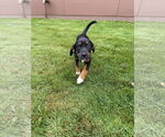 Small #4 Mutt