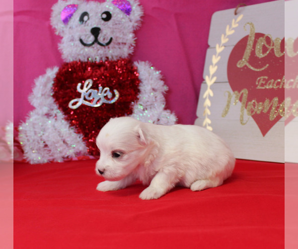 Medium Photo #4 Maltese Puppy For Sale in CHANUTE, KS, USA