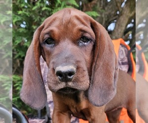 Redbone Coonhound Puppy for sale in DENVER, PA, USA
