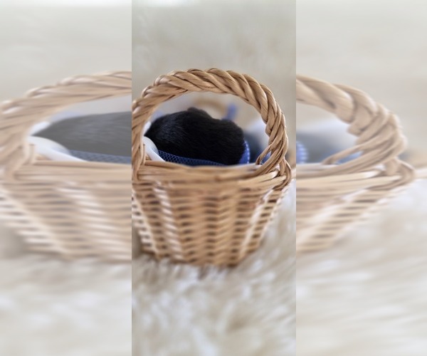 Medium Photo #4 Borador Puppy For Sale in FORTUNA, CA, USA