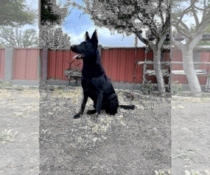 German Shepherd Dog Puppy for sale in HAYWARD, CA, USA