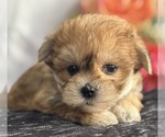 Small #10 Morkie