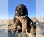 Small #6 German Shepherd Dog