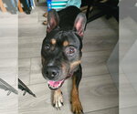Small #1 Mutt