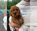 Small #1 Cavapoo (Miniature)