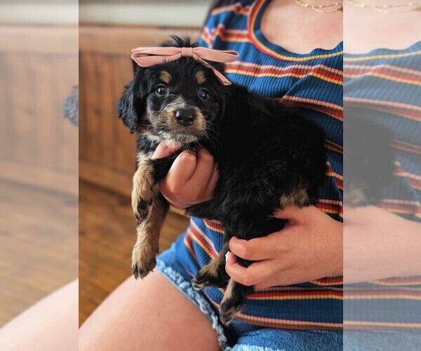 Medium Photo #21 Bernedoodle (Miniature) Puppy For Sale in DAVIS, CA, USA