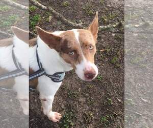 American Pit Bull Terrier-Unknown Mix Dogs for adoption in Oakhurst, NJ, USA