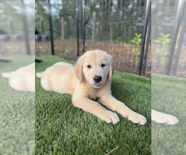 Medium Photo #10 Golden Retriever Puppy For Sale in SPRING HILL, FL, USA