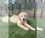 Small #9 Golden Retriever