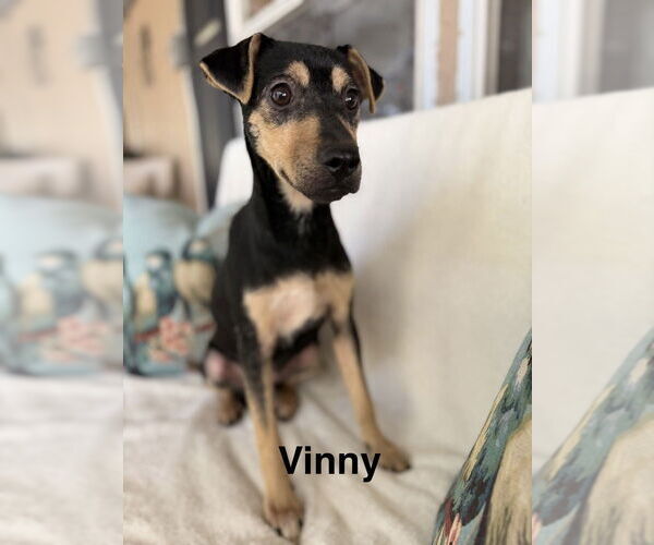 Medium Photo #1 Miniature Pinscher-Unknown Mix Puppy For Sale in Oak Bluffs, MA, USA