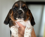 Puppy 6 Basset Hound