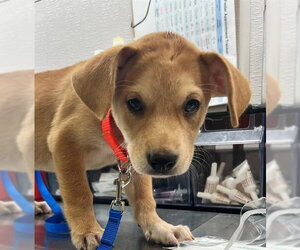 Labrador Retriever-Unknown Mix Dogs for adoption in Houston, TX, USA