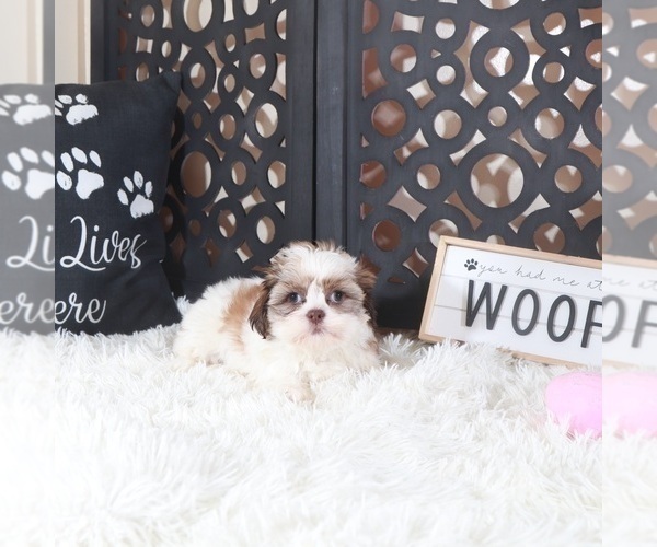 Medium Photo #3 Shih Tzu Puppy For Sale in MOUNT VERNON, OH, USA