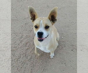 Beagle-Unknown Mix Dogs for adoption in Apple Valley, CA, USA