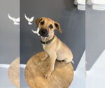 Small #10 Mutt