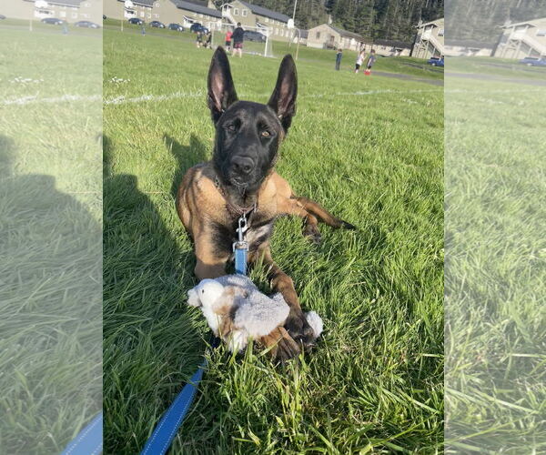 Medium Photo #15 German Shepherd Dog Puppy For Sale in Seattle, WA, USA
