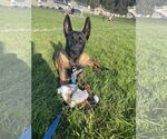 Small #14 German Shepherd Dog