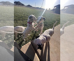 Small Photo #4 Dalmatian Puppy For Sale in AMARILLO, TX, USA