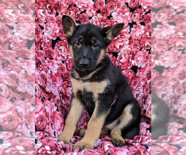 Medium Photo #2 German Shepherd Dog Puppy For Sale in NEW PROVIDENCE, PA, USA