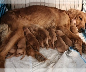Medium Golden Retriever