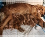 Puppy Puppy 3 Golden Retriever