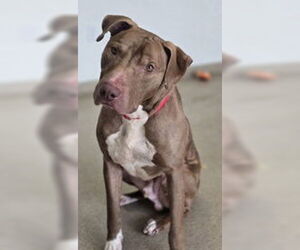 Mutt Dogs for adoption in Oskaloosa, IA, USA