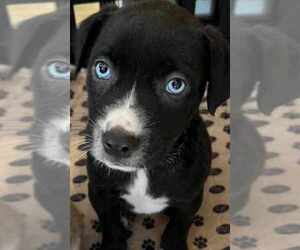 Huskies -Labrador Retriever Mix Dogs for adoption in SHERBURNE, NY, USA