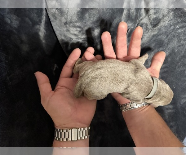 Medium Photo #7 Labrador Retriever Puppy For Sale in MODESTO, CA, USA