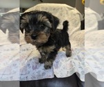 Small Photo #26 Yorkshire Terrier Puppy For Sale in RHOADESVILLE, VA, USA
