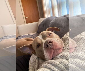 Mutt Dogs for adoption in Monkton, MD, USA