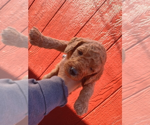 Medium Photo #9 Poodle (Standard) Puppy For Sale in BRADFORDSVILLE, KY, USA