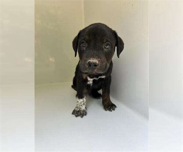 Medium Photo #1 Labrador Retriever-Unknown Mix Puppy For Sale in Houston, TX, USA