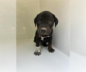 Labrador Retriever-Unknown Mix Dogs for adoption in Houston, TX, USA
