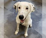 Small #1 Dalmatian-Pointer Mix