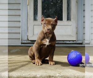 American Bully Puppy for Sale in MAPLE HEIGHTS, Ohio USA