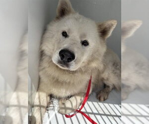 Chow Chow Dogs for adoption in Houston, TX, USA