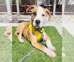 Small Photo #1 Bulldog-Labrador Retriever Mix Puppy For Sale in Royal Palm Beach, FL, USA